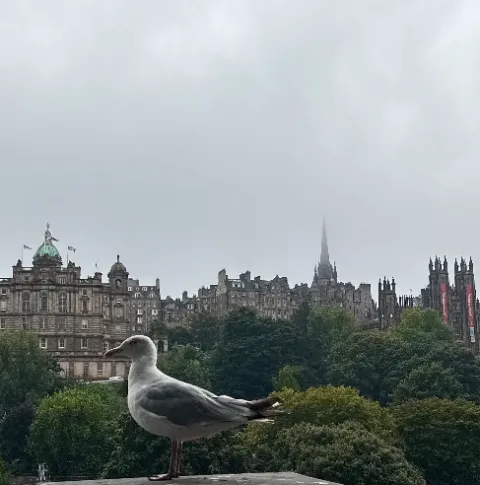 A seagull surveying the Old Town skyline on a misty morning