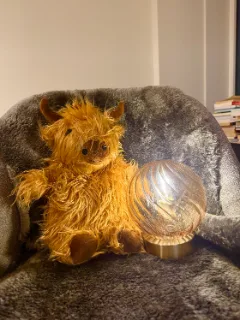 A Highland cow and the galaxy lamp